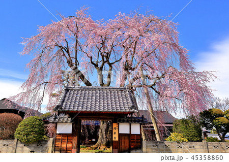 長野県飯田市にある増泉寺の桜 45358860