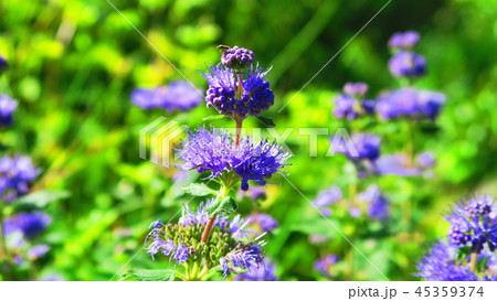 ダンギク（都立舎人公園にて撮影） 45359374