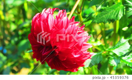 ダリアの花(都立舎人公園にて撮影) ダリアの花(都立舎人公園にて撮影) 45359376