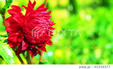 ダリアの花（都立舎人公園にて撮影） 45359377