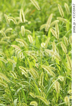 エノコログサ 45359447