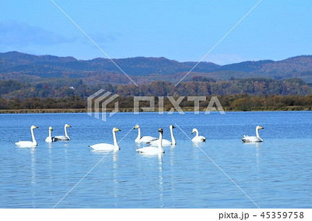 網走湖 女満別湖畔の白鳥 網走湖 女満別湖畔の白鳥 45359758