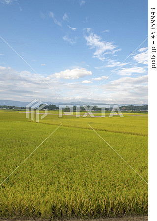 鹿児島県伊佐市 田んぼ 45359943