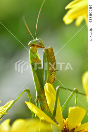 ツワブキの花のカマキリ 45360264