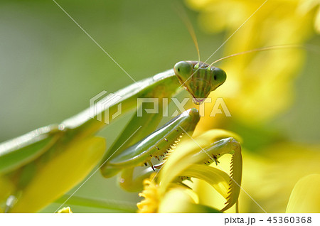ツワブキの花のカマキリ ツワブキの花のカマキリ 45360368
