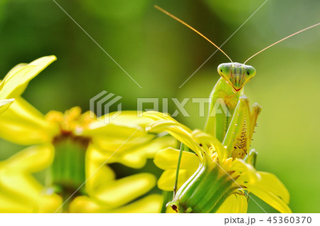 ツワブキの花のカマキリ ツワブキの花のカマキリ 45360370