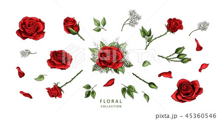 Red roses hand drawn illustration elements colored set Red roses hand drawn illustration elements colored set 45360546
