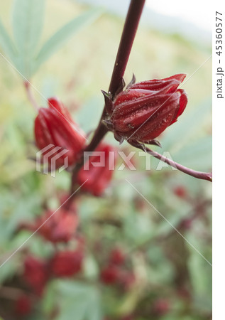 red roselle flowers 45360577