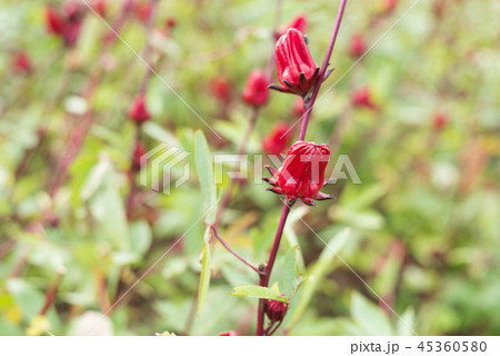 red roselle flowers 45360580