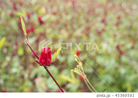 red roselle flowers red roselle flowers 45360581