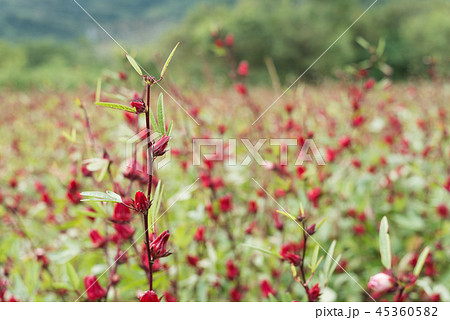 red roselle flowers 45360582