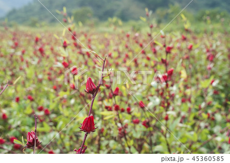 red roselle flowers 45360585