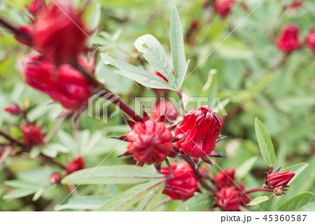 red roselle flowers red roselle flowers 45360587