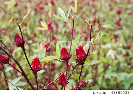 red roselle flowers 45360588