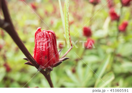 red roselle flowers red roselle flowers 45360591