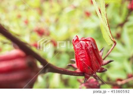 red roselle flowers red roselle flowers 45360592