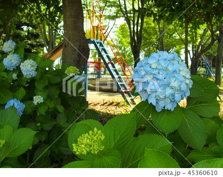 公園に咲く紫陽花 公園に咲く紫陽花 45360610
