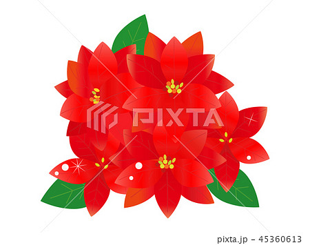 ポインセチア ポインセチア 45360613