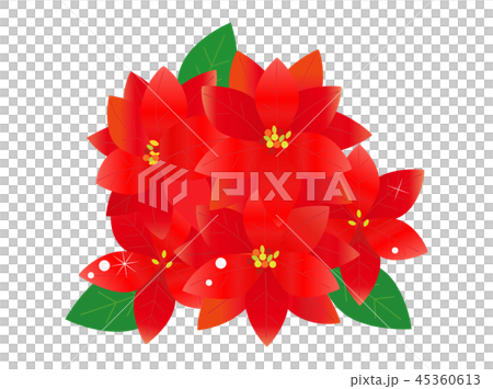 ポインセチア ポインセチア 45360613