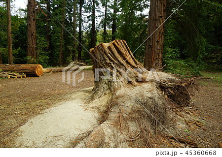 センペルセコイア切り株（2018年の台風21号により倒木） 45360668
