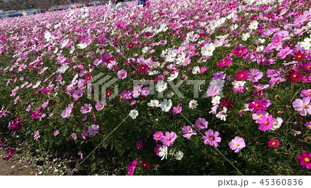 コスモス 45360836