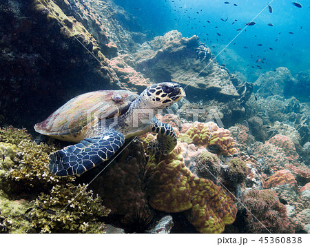 Sea Turtle in Thailand ocean 45360838
