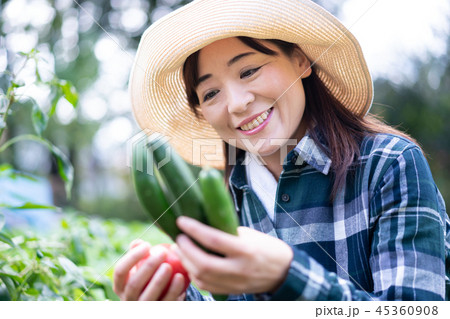 農業 野菜 生産者 収穫 キュウリ 農家 農業 野菜 生産者 収穫 キュウリ 農家 45360908