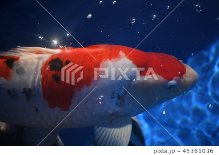 品評会の錦鯉 45361036