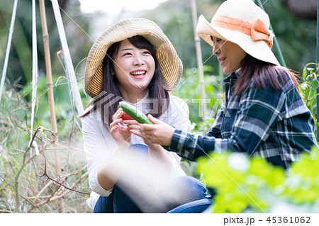 農業 野菜 生産者 収穫 農家 農業 野菜 生産者 収穫 農家 45361062