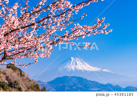 (静岡県)桜咲く、薩埵峠から見る富士山 (静岡県)桜咲く、薩埵峠から見る富士山 45361185