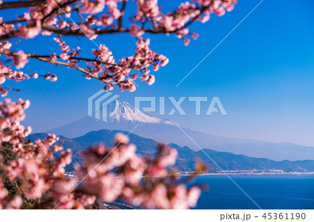 (静岡県)桜咲く、薩埵峠から見る富士山 (静岡県)桜咲く、薩埵峠から見る富士山 45361190