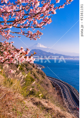 (静岡県)桜咲く、薩埵峠から見る富士山 (静岡県)桜咲く、薩埵峠から見る富士山 45361191