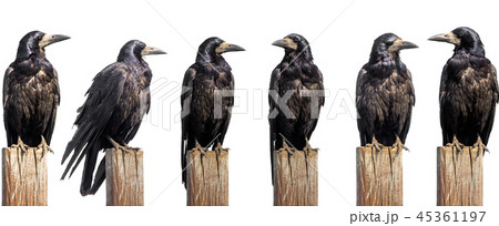 Set of six ravens sit on wooden desk isolated 45361197