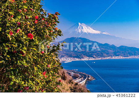 （静岡県）椿の花咲く薩埵峠・富士山 45361222