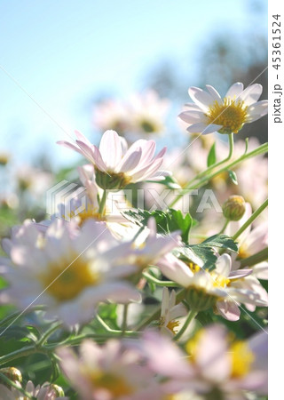 うすももいろのきく 45361524