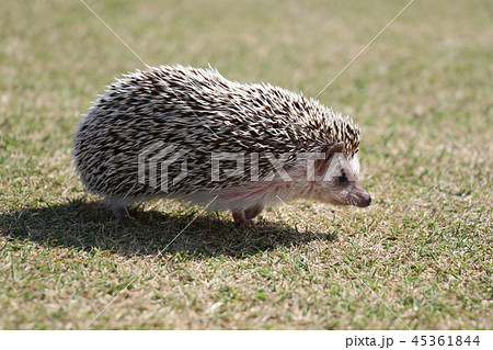 おさんぽハリネズミ 45361844