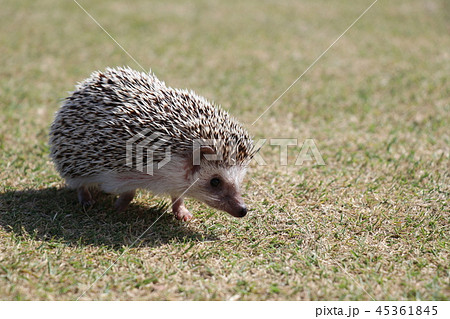 おさんぽハリネズミ 45361845