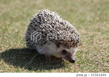 おさんぽハリネズミ 45361849