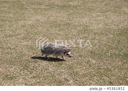 おさんぽハリネズミ 45361852