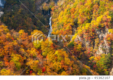 《栃木県》奥日光・明智平の紅葉 45362107