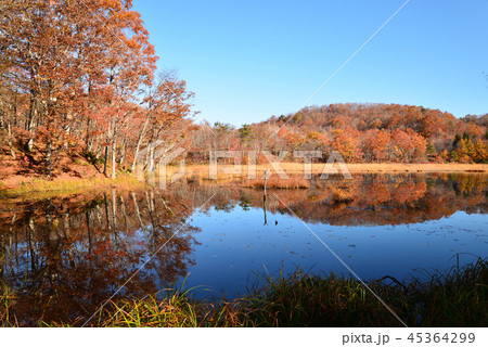 観音沼森林公園へ行きました　　＃11 45364299