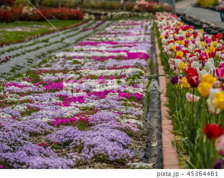 花郷OKADAの芝桜とチューリップ 45364461