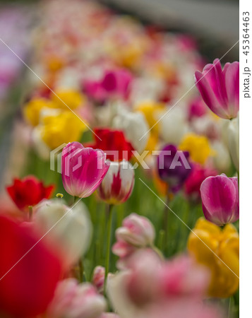 花郷OKADAの芝桜とチューリップ 45364463