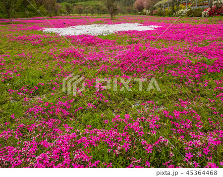 花郷OKADAの芝桜とチューリップ 花郷OKADAの芝桜とチューリップ 45364468