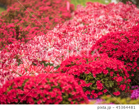 花郷OKADAのチューリップと芝桜 花郷OKADAのチューリップと芝桜 45364481