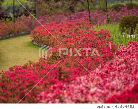 花郷OKADAのチューリップと芝桜 花郷OKADAのチューリップと芝桜 45364482