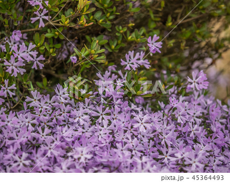 花郷OKADAのチューリップと芝桜 45364493
