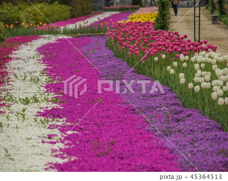 花郷OKADAのチューリップと芝桜 花郷OKADAのチューリップと芝桜 45364513