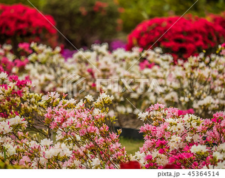 花郷OKADAのチューリップと芝桜 花郷OKADAのチューリップと芝桜 45364514