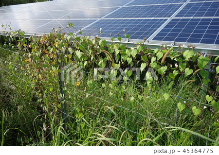 太陽光発電所の雑草 45364775